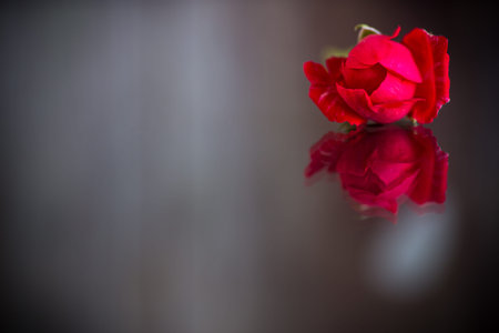 red rose with green leaves. Isolation on a dark backgroundの写真素材