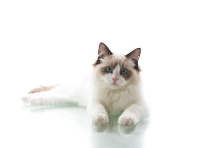 Young beautiful Ragdoll cat on white backgroundの写真素材