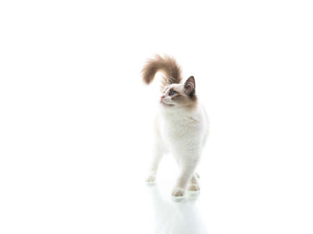 Young beautiful Ragdoll cat on white backgroundの写真素材