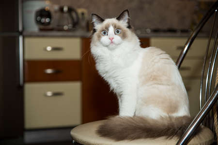 Young healthy beautiful purebred Ragdoll cat, at homeの写真素材