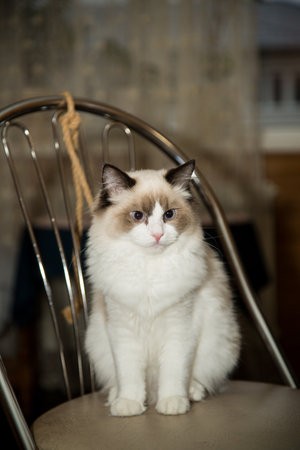 Young healthy beautiful purebred Ragdoll cat, at homeの写真素材