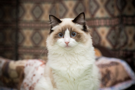 Young healthy beautiful purebred Ragdoll cat, at homeの写真素材