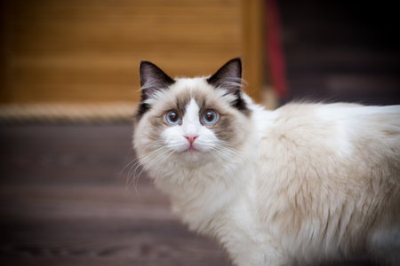 Young healthy beautiful purebred Ragdoll cat, at homeの写真素材