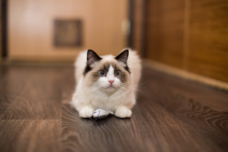 Beautiful young white purebred Ragdoll cat with blue eyes, at home.の写真素材