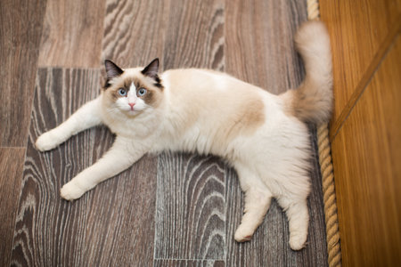 Beautiful young white purebred Ragdoll cat with blue eyes, at home.の写真素材
