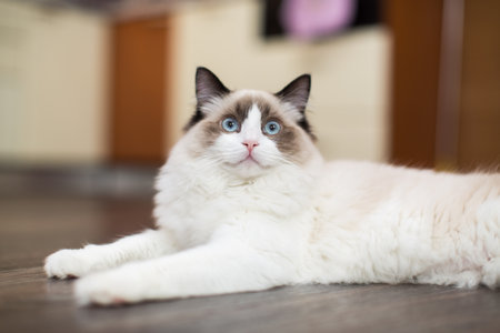 Beautiful young white purebred Ragdoll cat with blue eyes, at home.の写真素材