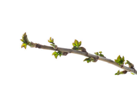 branch with young currant leaves isolated on white backgroundの写真素材