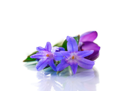 early spring purple flowers crocuses isolated on white background