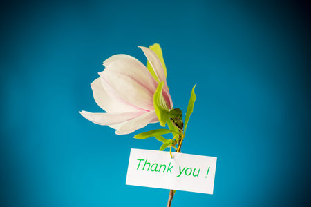 one pink flower on a branch of blooming magnolia close up