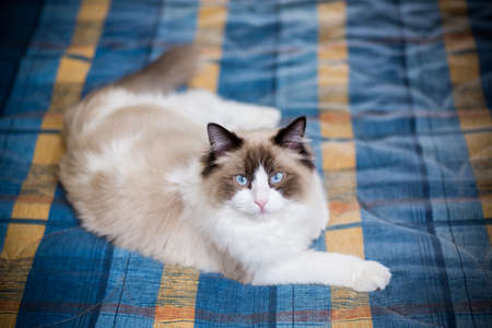 Young healthy beautiful purebred Ragdoll cat, at homeの写真素材