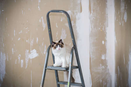 Cute domestic Ragdoll cat on a construction ladder waiting for a new renovationの写真素材