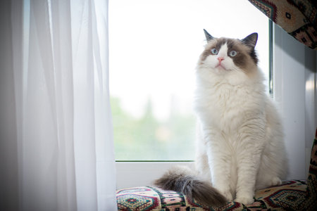 Young healthy beautiful purebred Ragdoll cat, at homeの写真素材