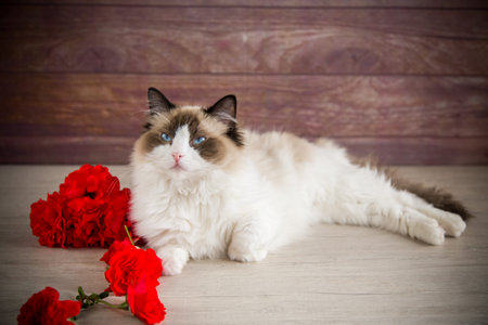 Young healthy beautiful purebred Ragdoll cat, on wooden backgroundの写真素材