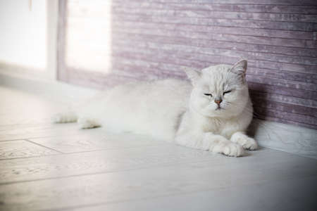 adult cat pedigree Scottish chinchilla straight earsの写真素材