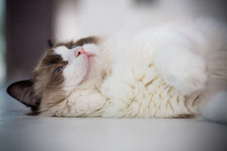 Young beautiful purebred Ragdoll cat at homeの写真素材