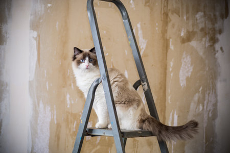 Cute domestic Ragdoll cat on a construction ladder waiting for a new renovationの写真素材