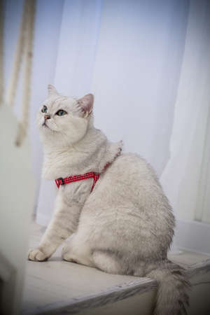 an adult cat breed Scottish chinchilla with straight ears in a red leash is waiting for a walkの写真素材