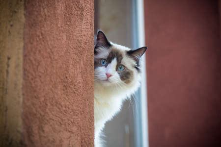 beautiful young cat of Ragdoll breed on the windowsill watching the streetの写真素材
