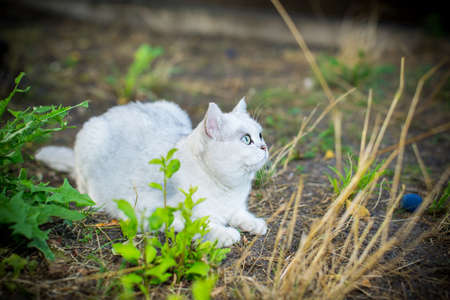 Scottish cat chinchilla with straight ears walks on the street, outdoorsの写真素材