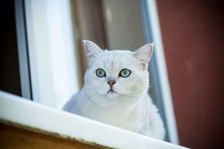 Scottish chinchilla cat with straight ears sits on the windowsill in the fresh airの写真素材