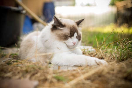 beautiful young cat of Ragdoll breed walks on the street, outdoorsの写真素材