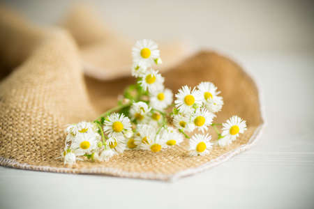 a bouquet of white uncultivated wild chamomile on a light wooden tableの写真素材