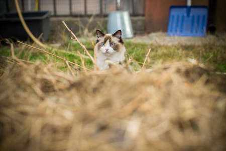 beautiful young cat of Ragdoll breed walks on outdoorsの写真素材