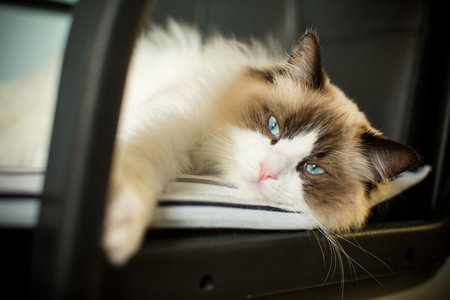 Young healthy beautiful purebred Ragdoll cat, on the bedの写真素材