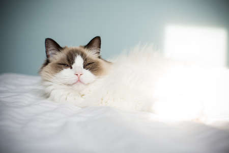 Young healthy beautiful purebred Ragdoll cat, on the bedの写真素材