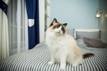 Young beautiful purebred Ragdoll cat at homeの写真素材
