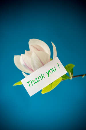 one pink flower on a branch of blooming magnolia close upの写真素材
