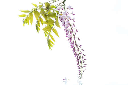 Branch of beautiful spring blooming Wisteria, isolated on white backgroundの写真素材