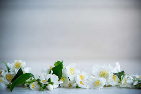 Wooden background with blooming beautiful white jasmine and empty spaceの写真素材
