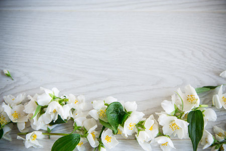 Wooden background with blooming beautiful white jasmine and empty space