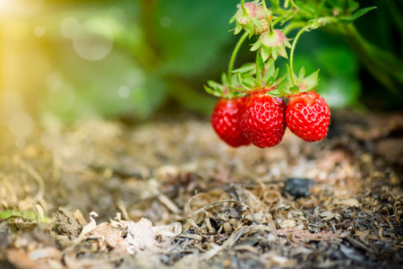 a bush of ripe red strawberries with leaves grows in the sun, outdoors.の写真素材