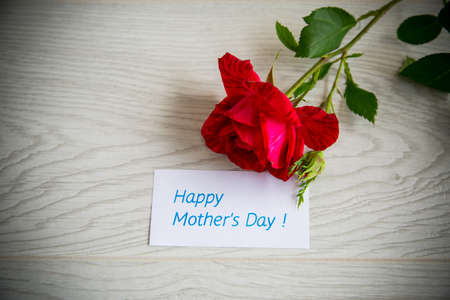 head of a beautiful red rose close-up on a light backgroundの写真素材