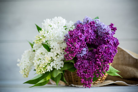 Bouquet of beautiful spring lilacs of different colors on a wooden tableの写真素材