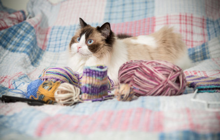 Colored threads, knitting needles and other items for hand knitting and a cute domestic cat Ragdoll on the bed.の写真素材