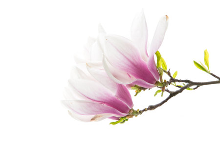 Branch with blooming pink Magnolia flowers isolated on white backgroundの写真素材
