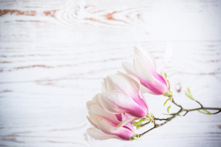 Branch with blooming pink Magnolia flowers on blurred wooden backgroundの写真素材