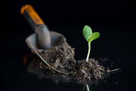 Green sprouts growing from soil on black backgroundの写真素材