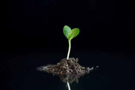 Green sprouts growing from soil on black background
