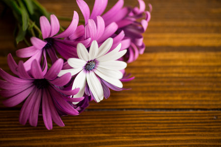 Beautiful white and purple Osteospermum flowers on a wooden backgroundの写真素材