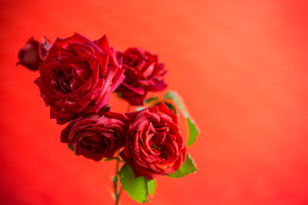 Flowers of beautiful blooming red rose isolated on red background.の写真素材