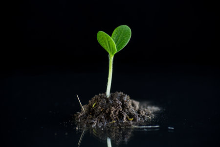 Green sprouts growing from soil isolated on black backgroundの写真素材