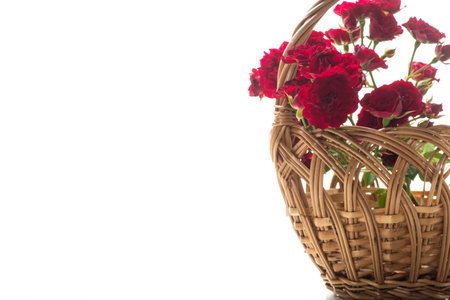 bouquet of red small roses, isolated on white background.の写真素材