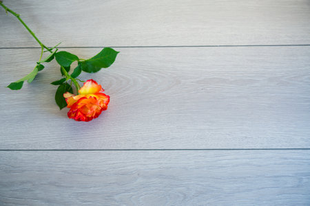 one red beautiful blooming rose on a light gray wooden tableの写真素材