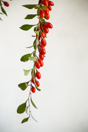 Branch with ripe red goji berry on abstract gray backgroundの写真素材