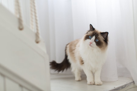 Beautiful young white purebred Ragdoll cat with blue eyes, at home.の写真素材