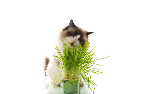 A Ragdoll cat eats grass from a plastic pot, isolated on a white background.の写真素材